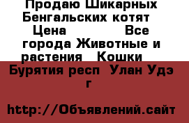 Продаю Шикарных Бенгальских котят › Цена ­ 17 000 - Все города Животные и растения » Кошки   . Бурятия респ.,Улан-Удэ г.